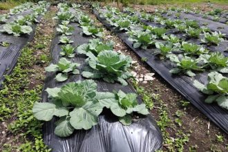 Kebun Demplot sayur kol kelompok tani Adbacin. Sumber: dokumentasi TEKAD.