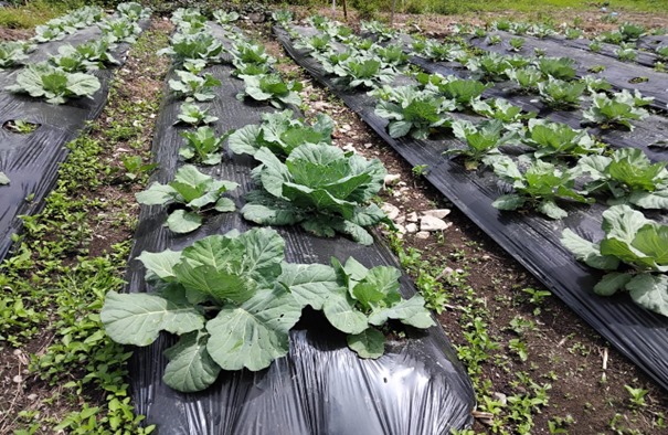 Kebun Demplot sayur kol kelompok tani Adbacin. Sumber: dokumentasi TEKAD.