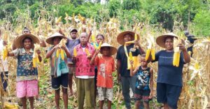 Kelompok Tani Mia Lti dan Masyarakat Kampung Soaib Gelar Panen Jagung Bersama. Sumber: dokumentasi TEKAD.