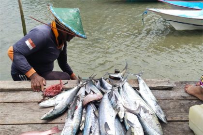 Nelayan di Kampung Arguni dan hasil tangkapan melaut ikan tenggiri dan ikan kakap putih. Sumber: dokumentasi TEKAD.