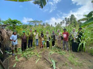 KPB Totari Laha di berhasil melakukan panen perdana jagung dua tongkol di lahan demplot seluas 0,4 hektar. Sumber: dokumentasi TEKAD.