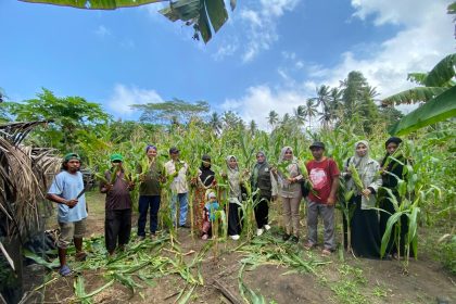 KPB Totari Laha di berhasil melakukan panen perdana jagung dua tongkol di lahan demplot seluas 0,4 hektar. Sumber: dokumentasi TEKAD.
