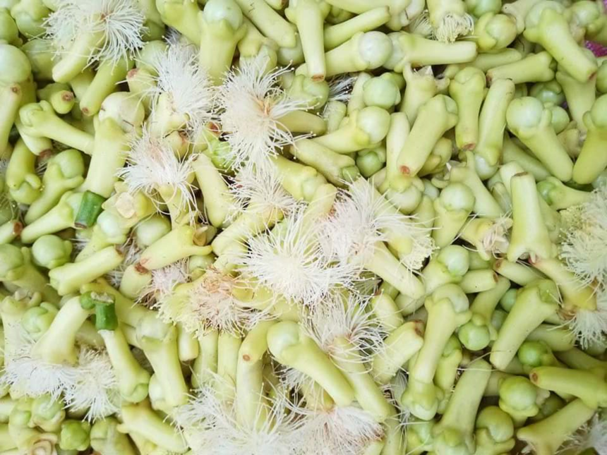 Gambar Cengke Utang. Sumber: dokmentasi TEKAD.