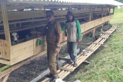 Kepala Desa Cinagara saat memeriksa 40 ekor Domba yang diserahkan kepada Poktan Mina Karya Tani. Sumber : Ujang/Pakar