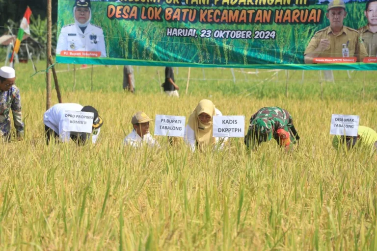 Panen padi musim kemarau di Desa Lok Batu Kecamatan Haruai Kabupaten Tabalong yang dihadiri Penjabat Bupati Tabalong.