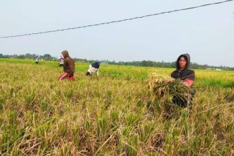 Petani padi di Desa Hamayung saat memanen padi Sumber: tribunnews.com