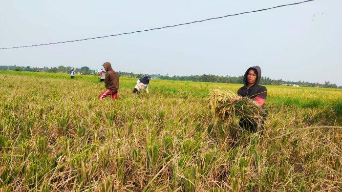 Petani padi di Desa Hamayung saat memanen padi Sumber: tribunnews.com