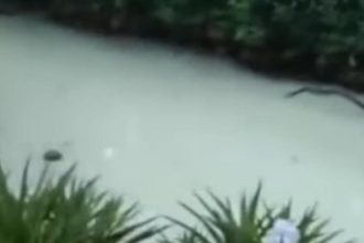 Sungai Fatufia diduga tercemar limbah perusahaan tambang. Sumber:detik.com.