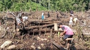 Warga Desa Desa Tabolang dan Salulebo menanam padi gunung secara gotong royong. Sumber: sulbar.tribunnews.com.