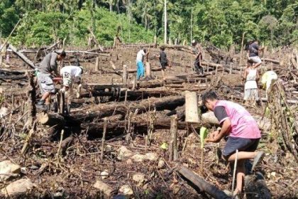 Warga Desa Desa Tabolang dan Salulebo menanam padi gunung secara gotong royong. Sumber: sulbar.tribunnews.com.