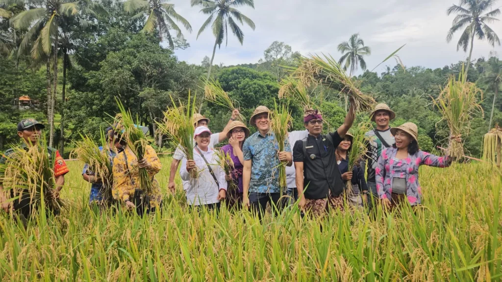 Perayaan panen padi menggunakan pupuk organik di Desa Ambengan, Kecamatan Sukasada, Kabupaten Buleleng. Sumber: Humas Pemerintah Desa Ambengan.