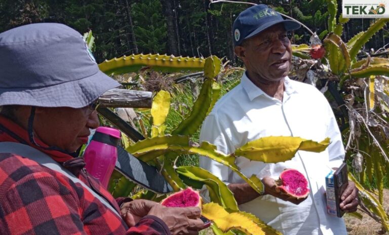 Petani Siep Kosi memanen buah naga. Sumber: Dokumentasi Tekad.