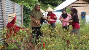 Kelompok tani Fakatoto sedang melakukan perawatan tanaman cabai. Sumber: Dokumentasi Tekad.