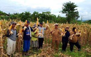 Pemerintah Kampung Benyom Jaya I bersama Kelompok Tani Soponyono berhasil panen jagung. Sumber: Istimewa.