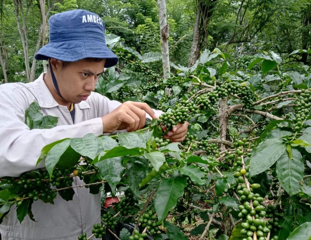 Menjaga Eksistensi Republik Kopi Lewat Sekolah Kopi RAISA di Desa Sumberwringin Pemeliharaan kopi yang dilakukan oleh mahasiswa di Desa Sumberwringin. Sumber: Dokumentasi Saleh.