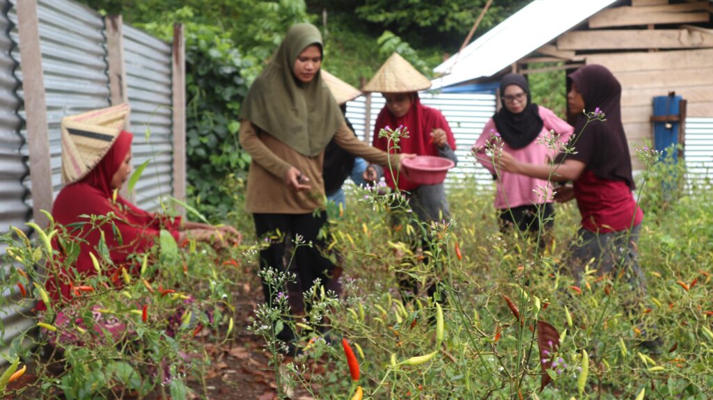 Kelompok tani Fakatoto melakukan panen cabai. Sumber: dokumentasi TEKAD.