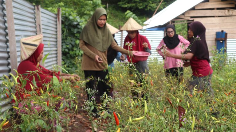 Kelompok tani Fakatoto melakukan panen cabai. Sumber: dokumentasi TEKAD.