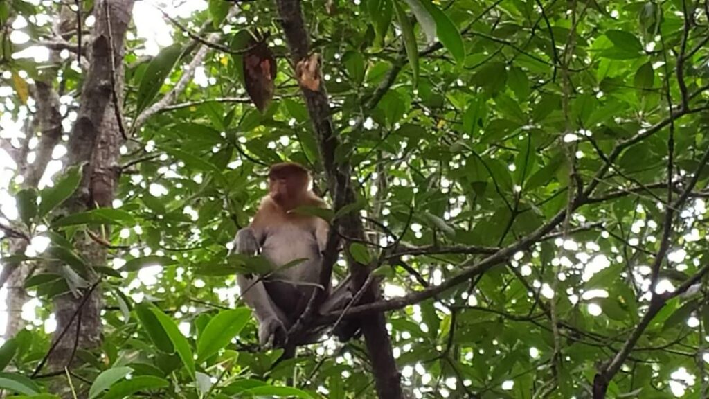 Mengenal Ekowisata Desa Sebubus, dari Hutan Mangrove hingga Tempat Peneluran Penyu Terpanjang di Indonesia 