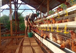 Kandang Ayam Petelur KPB Patawang. Sumber: dokumentasi TEKAD.