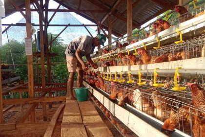 Kandang Ayam Petelur KPB Patawang. Sumber: dokumentasi TEKAD.