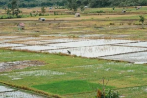 Desa Sedahan Jaya, Kecamatan Sukadana, Kabupaten Kayong Utara.