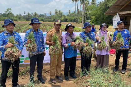 Kades Sukadadi saat memegang bawang merah hasil panen. Sumber : Lampungnewspaper.disway.id