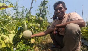 Wisata petik buah melon. Sumber: kabar.mojokerto