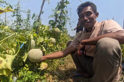 Wisata petik buah melon. Sumber: kabar.mojokerto