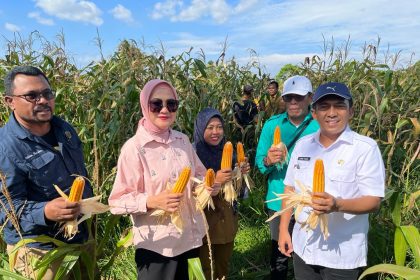 Demplot jagung Desa Tihuana. Sumber: dokumentasi TEKAD.