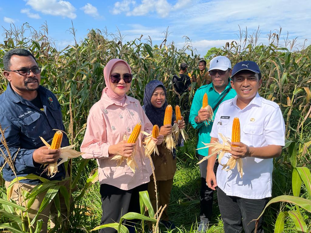 Demplot jagung Desa Tihuana. Sumber: dokumentasi TEKAD.