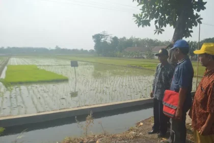 Kades Jombatan M Hufron (batik biru) bersama Ketua Gapoktan Abdul Wahab berada di antara sawah yang kini ditanami padi. Sumber : Ainul hafidz/Radar Jombang
