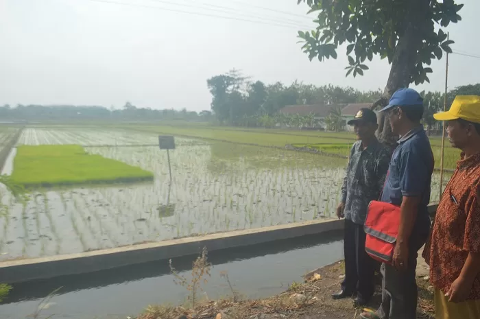 Kades Jombatan M Hufron (batik biru) bersama Ketua Gapoktan Abdul Wahab berada di antara sawah yang kini ditanami padi. Sumber : Ainul hafidz/Radar Jombang