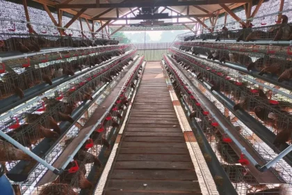 Kandang ayam petelur di Desa Ngoro akan diperluas dengan penambahan kandang kambing etawa. Sumber : Farisma/jprm