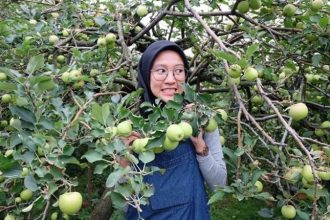 Wisata Petik Buah Apel di Desa Agriraya Tulungrejo, Sumber: Istimewa