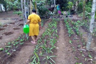 Warga mengembangkan tanaman toga.