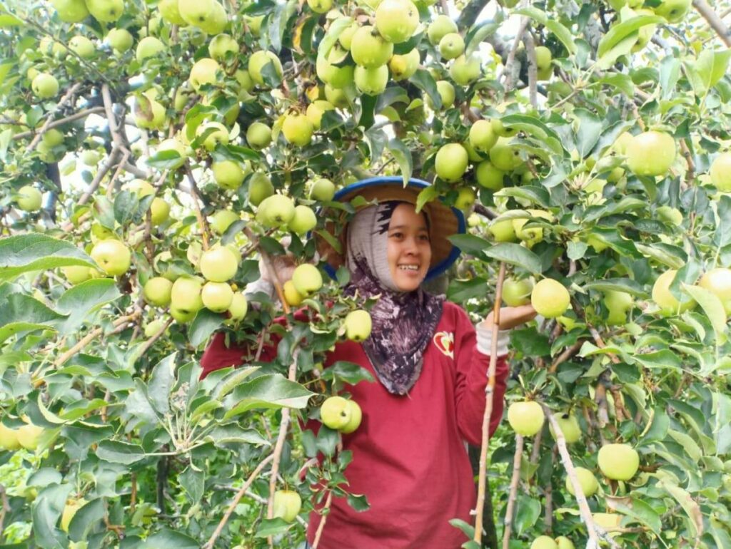 Petik Apel di Desa Wisata Agriraya Tulungrejo, Sumber: Dok. Jadesta.