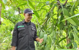 Khoirul Saleh, Direktur BUM Desa Artha Manunggal saat meninjau tanaman vanili. Sumber: Dokumentasi Khoirul Saleh.