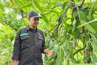 Khoirul Saleh, Direktur BUM Desa Artha Manunggal saat meninjau tanaman vanili. Sumber: Dokumentasi Khoirul Saleh.