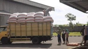 Distribusi Gabah ke Lumbung Pangan Desa Randupadangan. Sumber: Dokumentasi Desa Randupadangan.