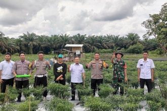 Foto bersama saat panen cabai yang menjadi komoditas unggulan di Desa Sangku. Sumber: bangka.tribunnews.com