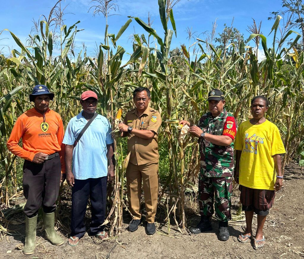 Penjabat Bupati Jayapura Semuel Siriwa saat melakukan panen dan tanam jagung di lahan kelompok tani Yomklumde. Sumber : rri.co,id