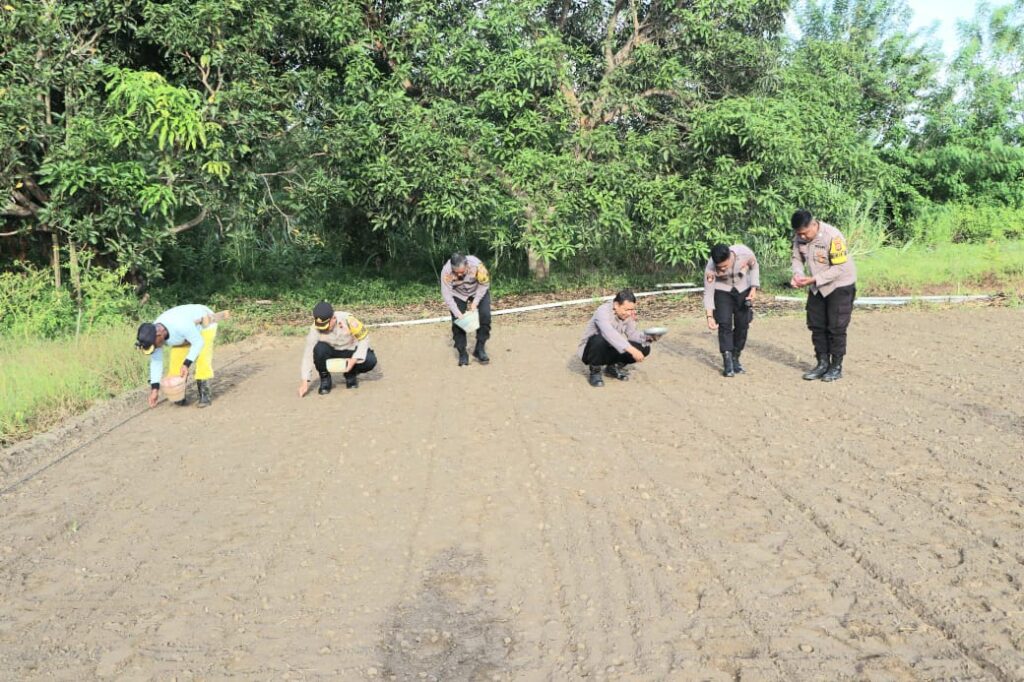 Waka Polres Buru, Kompol Akmil Djapa, memimpin kegiatan penanaman 3.000 bibit jagung di lahan tidur Desa Waeperang . Sumber : tualnews.com