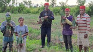 Sejumlah petani saat memanen bawang merah. Sumber : TribunAmbon.com