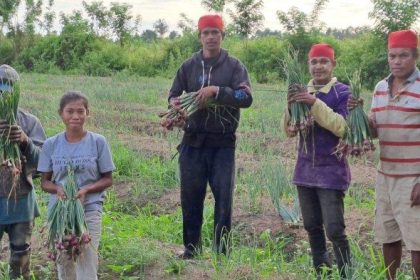 Sejumlah petani saat memanen bawang merah. Sumber : TribunAmbon.com