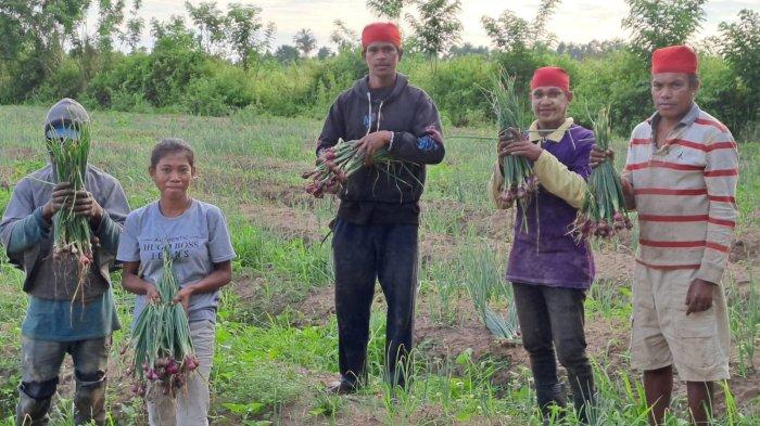 Sejumlah petani saat memanen bawang merah. Sumber : TribunAmbon.com