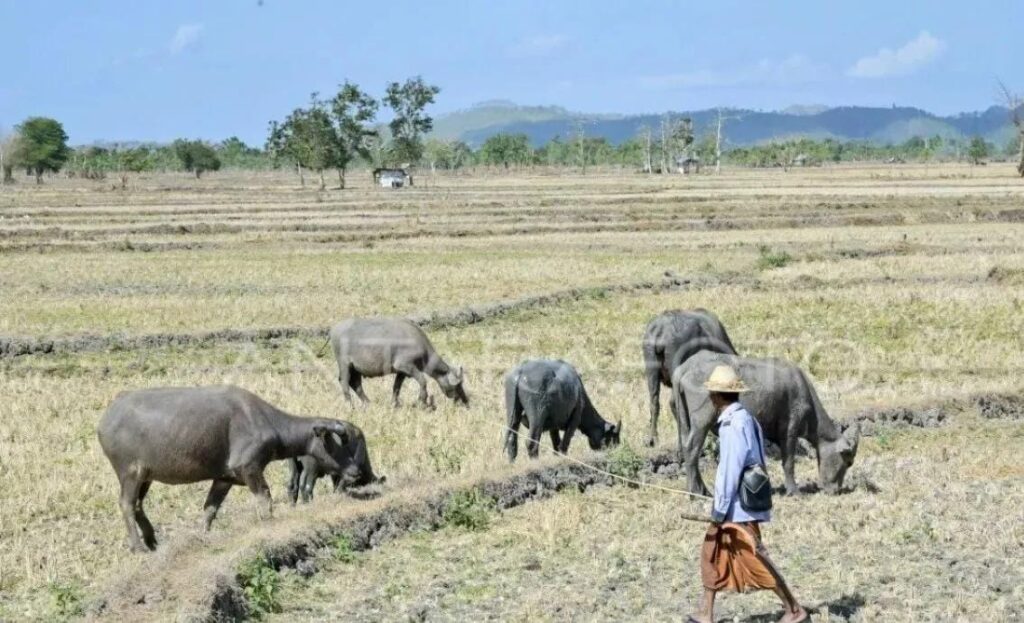 Seorang laki-laki menggembala kerbau di persawahan tadah hujan yang mengering di Desa Penujak, Kecamatan Praya Barat, Praya, Lombok Tengah, NTB. Sumber foto : Antara