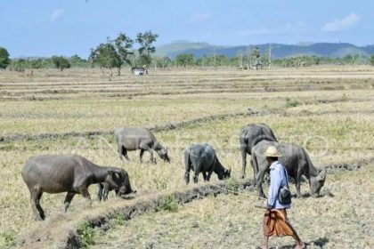 Seorang laki-laki menggembala kerbau di persawahan tadah hujan yang mengering di Desa Penujak, Kecamatan Praya Barat, Praya, Lombok Tengah, NTB. Sumber foto : Antara