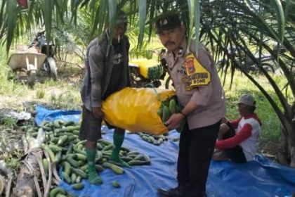Proses memanen tanaman pertanian muda. Sumber:I-news.com