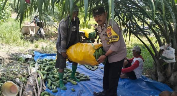 Proses memanen tanaman pertanian muda. Sumber:I-news.com