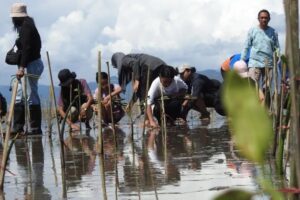 Penanaman bibit mangrove oleh KKI di Desa Eti. Sumber : ambon.antaranews.com